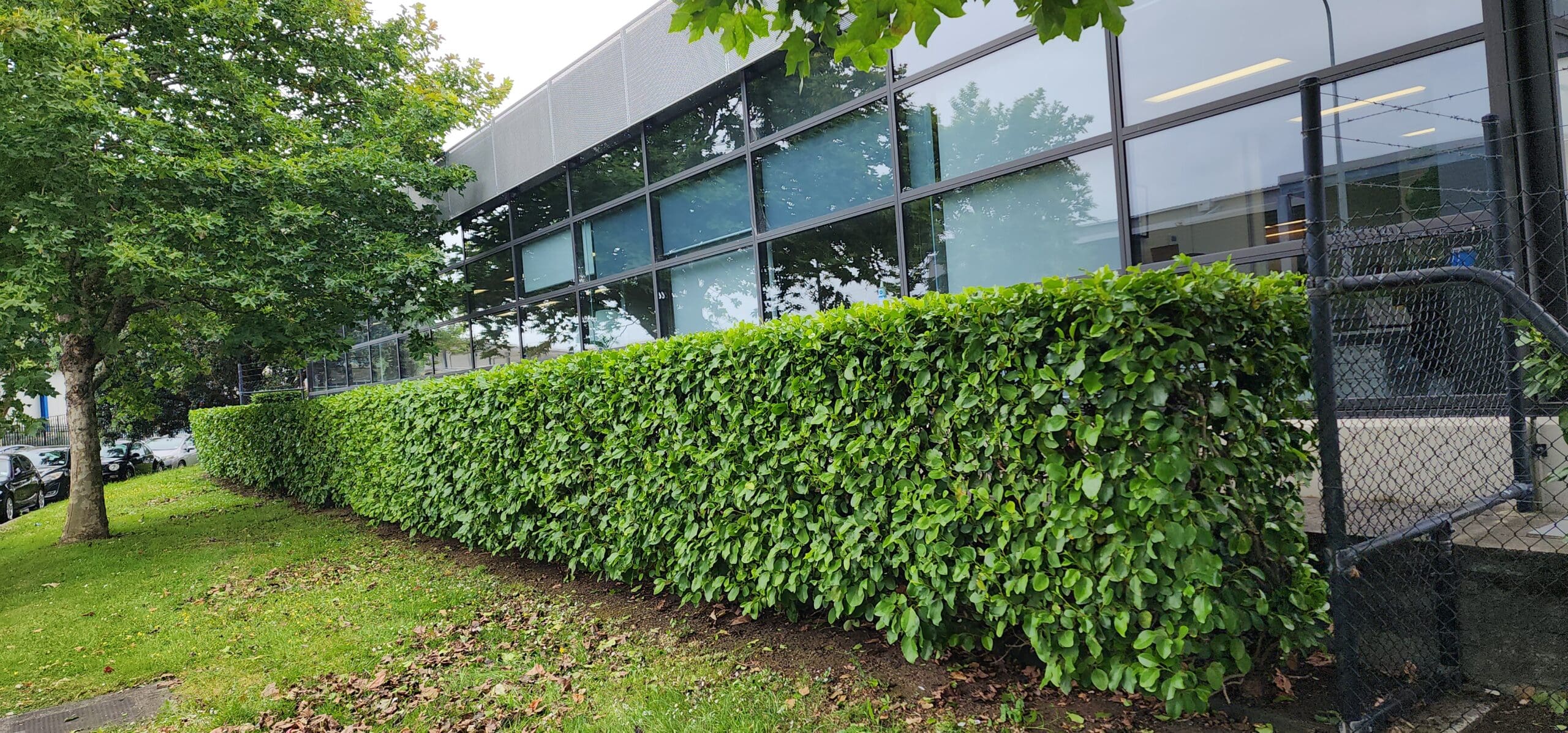 Hedge Trimming & Shrub Pruning