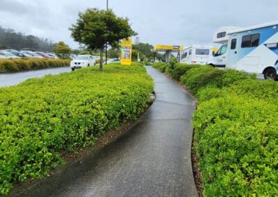 Tree Trimming & Plant Removal